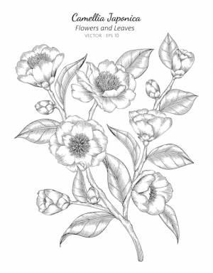 Camellia japonica цветы и листья рисунок иллюстрация с линией искусства на белом