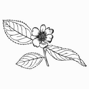 Камелия масличная