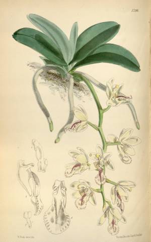 Седирея японика орхидея