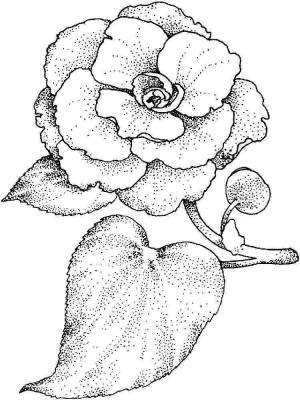 Раскраска цветок Камелия