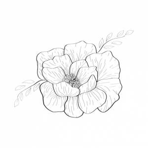 Красивый цветок камелии рисованной черно-белый