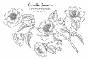 Camellia japonica рисунок цветов и листьев