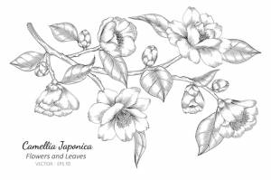 Camellia japonica рисунок цветов и листьев