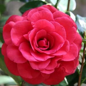 Камелия японская Lady Campbell