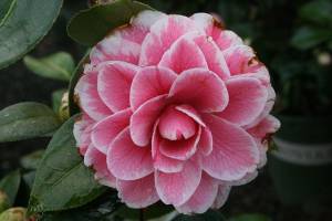 Camellia japonica 'Jordans Pride'