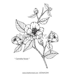 Camellia Japonica Flower Drawing Illustration Black