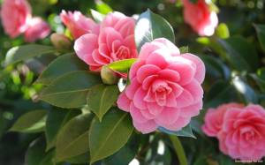 Камелия, Camellia