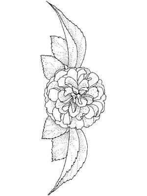 Раскраски Камелия