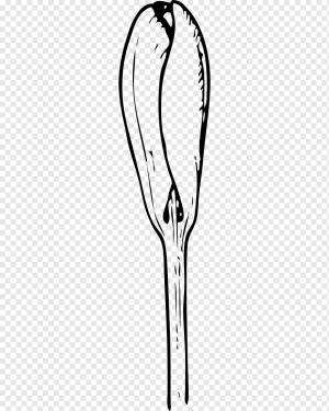 Bud Drawing Раскраска, крокус, белый, лицо, монохромный png