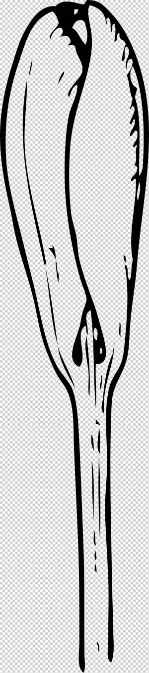 Bud Drawing Раскраска, крокус, белый, млекопитающее, лицо png