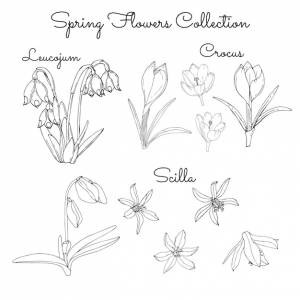 Контур коллекции весенних цветов crocus scilla leucojum