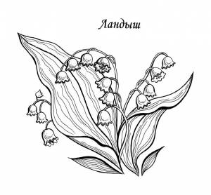 Ландыш раскраска