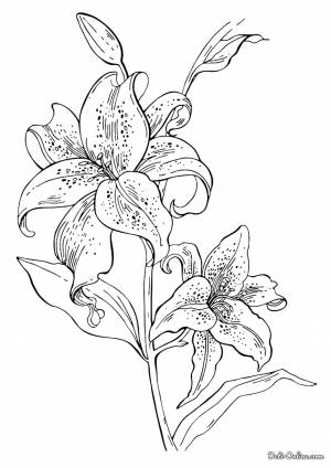 Раскраска Ли