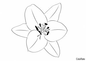 Раскраска Цветок восточной ли