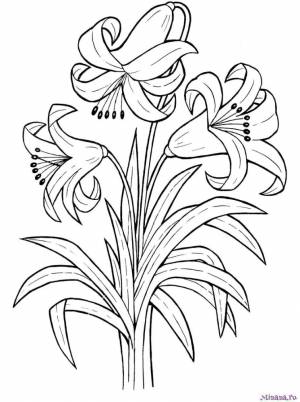 Раскраска Ли