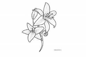 Раскраски ли