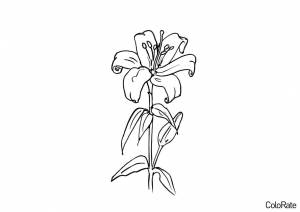 Раскраска Ля