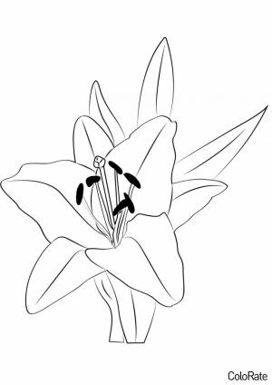 Раскраска Симпатичная ля