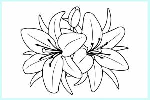 Раскраска по номерам Ли