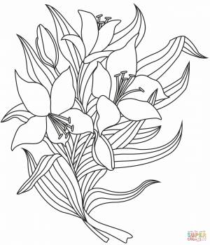 Раскраска Ли