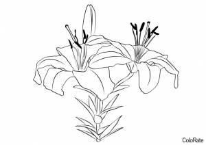 Раскраска Азиатская ля