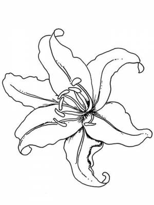 Раскраска цветок Ля картинка  онлайн