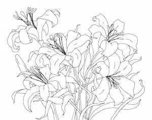 Черно-белый контур векторной раскраски страницы книги для взрослых и детей цветы ли ля с листьями