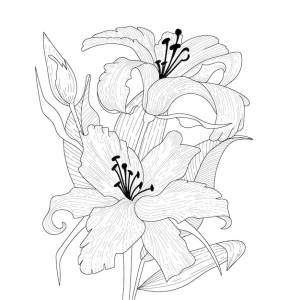 Две цветущие ли с бутоном и листьями