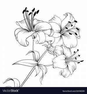 Раскраска цветы ли