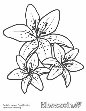 Раскраска цветы ли