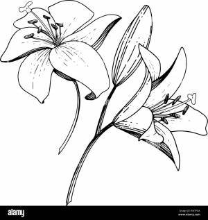 Раскраска цветы ли