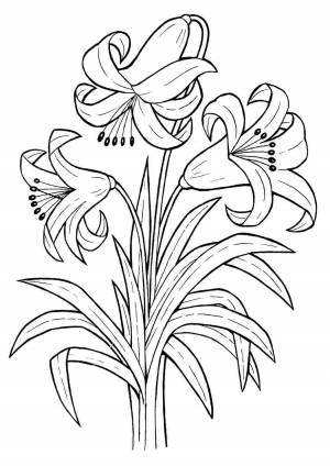 Раскраска цветы ли