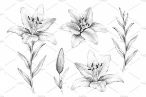 Ли карандашом