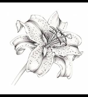 DataLife Engine > Версия для печати > Ли карандашом