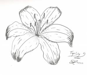 Цветок ля рисунок карандашом