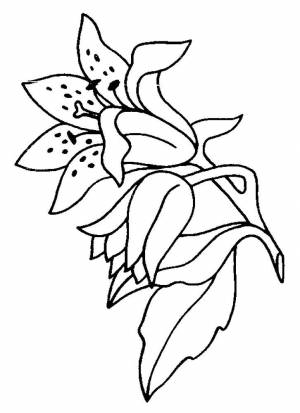 Раскраска ли ,   рисовать онлайн