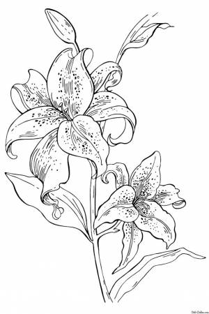 coloring Lilies