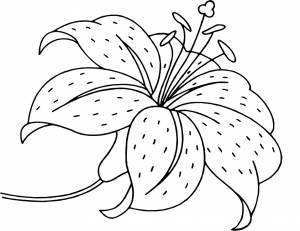 Раскраска Цветок ли