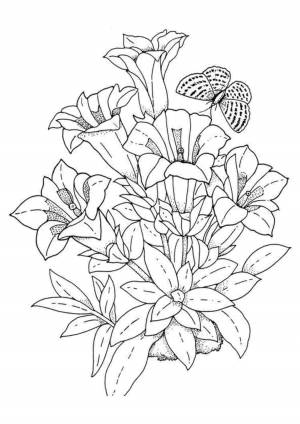 Раскраски, Букетик лй