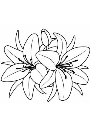 Раскраски Ля