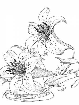 Раскраска цветок Ля для девочек