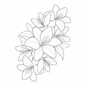 Нарисованная вручную страница раскраски цветка ли для детей на белом фоне изолированного карандашного наброска чернил