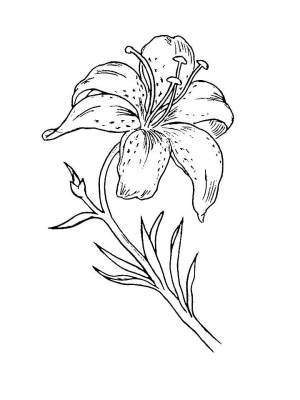 Раскраска цветок Ля   в формате