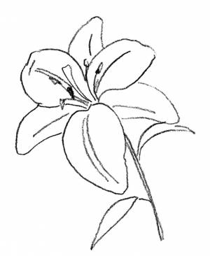 Раскраски цветов ли  и