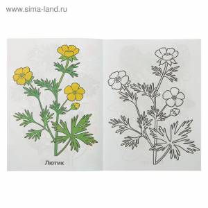 Лютик едкий рисунок