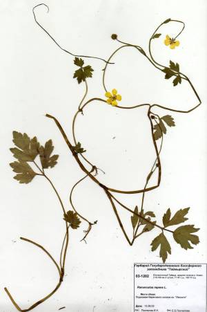 Ranunculus repens L