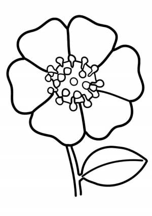 Раскраска мак