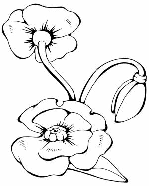 Раскраска Яркий мак