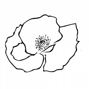 Картинка раскраска мак