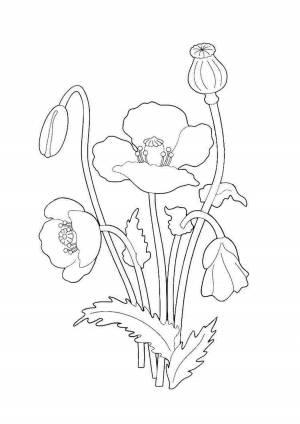 Раскраска мак